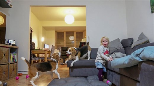 Beagle dogs play together every evening at home