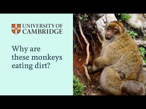 Why are these monkeys eating dirt?