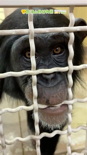 【東山動植物園公式】バックヤードのチンパンジーたち《 チンパンジー 》