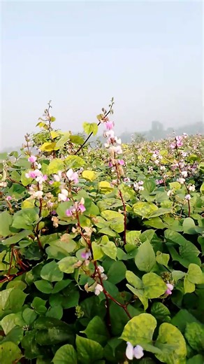 🌿 সকালে সিম খেতে প্রকৃতির অপরূপ সৌন্দর্য | Bangla Nature Farming Scene | Green Field Morning