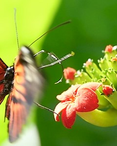 142K views · 2.2K reactions | Nature’s magical transformation: from caterpillar to butterfly! | Blossom | Facebook