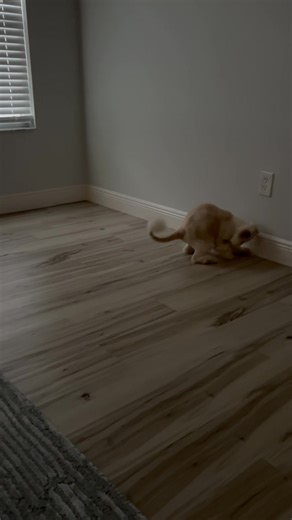 Who says cats don’t play catch? Let’s go Dodgers tonight! | Dodger Blue the life of a very much loved kitty | Facebook