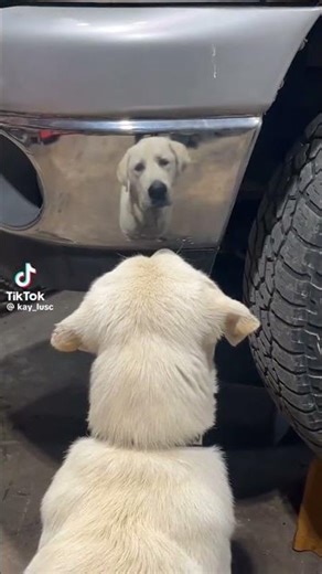 I think the balls are made of rubber. #shorts #dog #Mentality