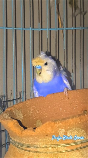 cute helicopter male #hogoromo #budgies #budgieslovers #birdslovers #ytshorts #shorts #parrotlover