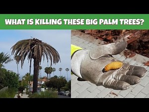 What is killing these big palm trees?