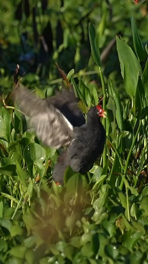 A Common Gallinule fights back after a Great Blue Heron snatched one of its chicks Watching wildlife in their natural habitat can have its unpleasant moments. The Great Blue Heron’s elevated position in the food chain is clear, but unfortunately Common Gallinule chicks are vulnerable to all types of predators. Every creature, regardless of its place in the food chain, shares one common goal - Survival. #wildlifephotography #wildlife #birdphotography #naturephotography #nature #birding #floridaph