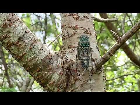金属音の様な鳴き声 沖縄のセミ オオシマゼミの鳴き声 Meimuna oshimensis