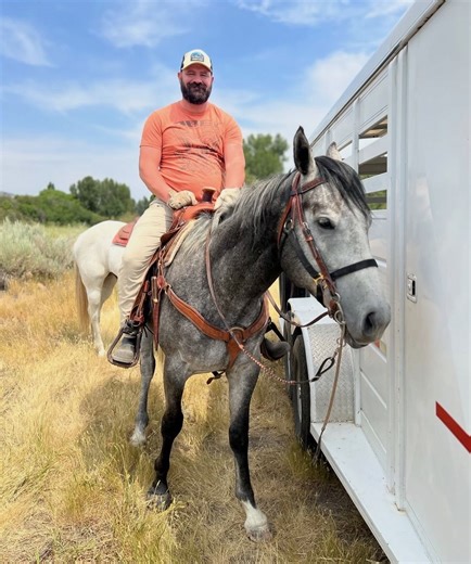 FOR SALE: 17-17.1 HH Thoroughbred Gelding | Horses | KSL Classifieds