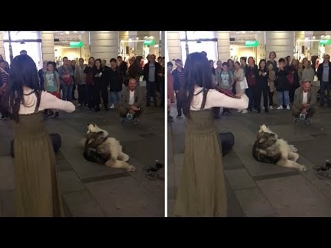Dog Howls Along With Violinist