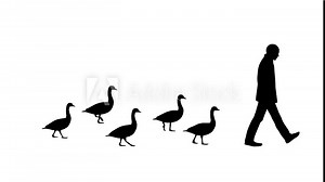Walking man and geese, animation on the white background
