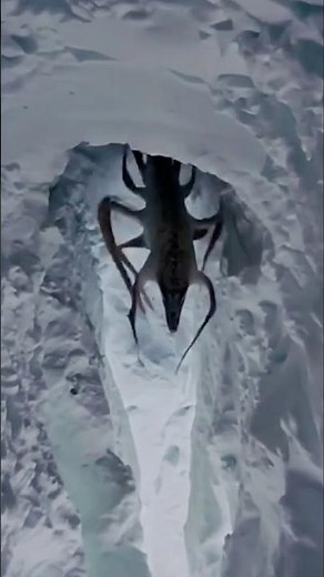 Bizarre Antarctic Strawberry Feather Star Shocks Scientists