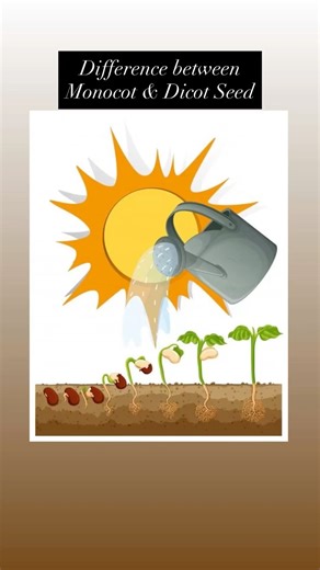 #biology #seed #science #animation #trendingshorts #cuteanimation #neetbiology #agriculture #facts