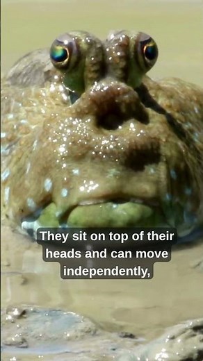 The Fish That Walks on Land! 🐟 #Mudskipper #WeirdAnimals #AnimalFacts