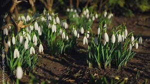 The first days of spring. The snowdrop grows in March, the first flowers in the spring. White flowers. Spring flowers grow in the forest and in the yard. White plants, outdoors. Spring background Stock Video