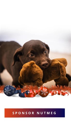 Meet Nutmeg — our newest puppy in training. With your support, she can become a life-changing autism assistance dog. Sponsor her journey this Christmas: dogsforautism.org.uk/sponsor-a-puppy-nutmeg #DogsForAutism #SponsorAPuppy #Nutmeg #AssistanceDogs #AutismSupport #UKCharity | Dogs for Autism