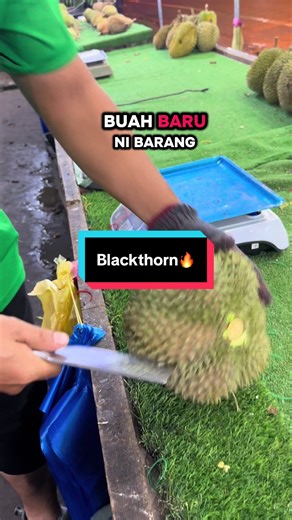 Discover Blackthorn Durian from Malaysia