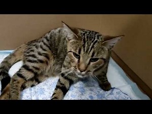 Cat Labour. Cat Giving Birth