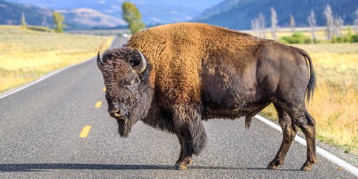 Can You Identify These Wyoming Animals?