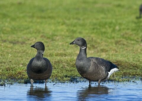 Brent goose | The Wildlife Trusts
