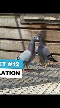 Ask the vet #12: loft ventilation and impact on respiratory problems and performances