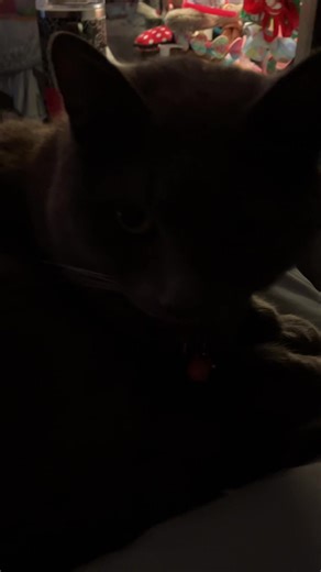 Bobette fan (@everlythequeen)’s videos with original sound - Bobette fan