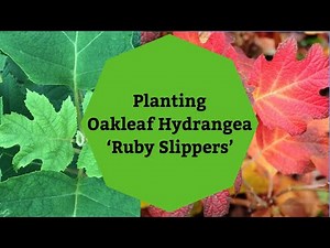 Planting Oakleaf Hydrangea ‘Ruby Slippers’