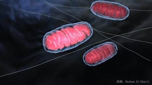 史诗级的人体细胞动画，4分钟视觉享受活细胞内的旅途