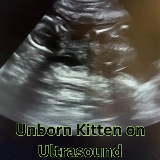 Ever wondered what a pregnant cat's ultrasound looks like? 🐱✨ Check out this adorable, tiny kitten in the making! #VetCare #PetPregnancy #FutureFeline | Killewald Small Animal Hospital