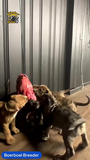 We Feed Our Boerboel Puppies a cow � New to streaming or looking to level up? Check out StreamYard and get $10 discount! � | Boerboel Breeders Ohio