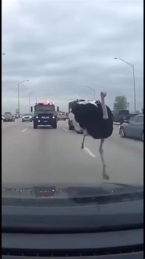 Sharif Khudoyberdiev on Instagram: "⚠️ PURSUIT PROTOCOL: BIPEDAL VELOCITY An ostrich runs at 70 km/h — the fastest bipedal animal on Earth. Their stride covers 5 meters. No human, no vehicle in traffic can match sustained acceleration on two legs. Video diffusion models encode motion through optical flow prediction — estimating velocity vectors between frames. Fast-moving subjects require accurate motion field calculation. When multiple objects cross trajectories, the model distributes attention