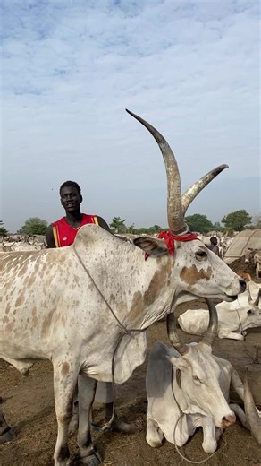 Dinka Bor cattle camp in South Sudan. #southsudaneseglobal🇸🇸 #dinka #dinkatribe #SouthSudan #southsudantiktokers🇸🇸 #Nilotic #Cattlecamp #EastAfrica