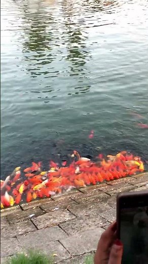 So Many Fish Eating Together! #fishfeeding #pondlife #aquariumfish