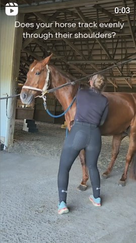 streamhorse: horse scapulothoracic dysfunction assessment