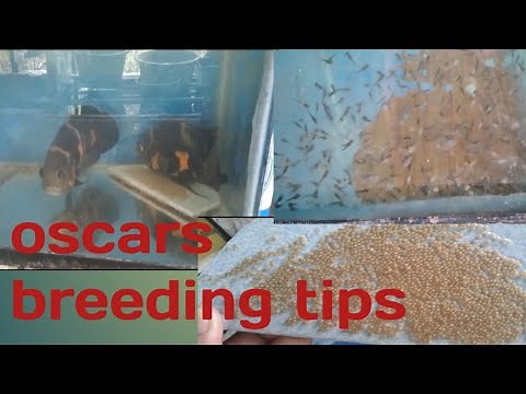 how to breed oscar fish/legit#oscar fish#breeding oscar 100%