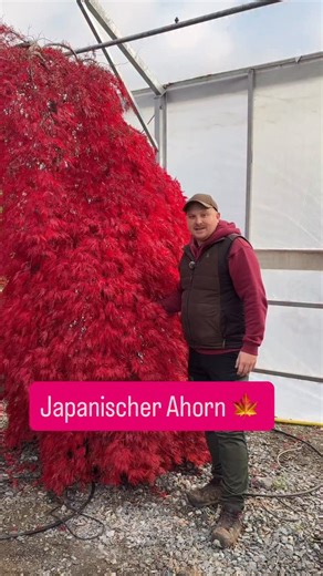 73K views · 845 reactions |  Japanischer Ahorn ‘Dissectum Garnet’  Nein, kein Filter – das ist echte Naturpower! Diese Sorte leuchtet im Herbst so intensiv rot, dass man kaum glauben kann, wie natürlich das ist. Ein echtes Highlight für jeden Garten! ❤️ #JapanischerAhorn #gartenpunzmann #Herbstfärbung #Acerpalmatum #Gartenliebe #Baumschule | Garten Punzmann | Facebook