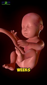 Amazing Fetal Development❗ | Pregnancy to parenting