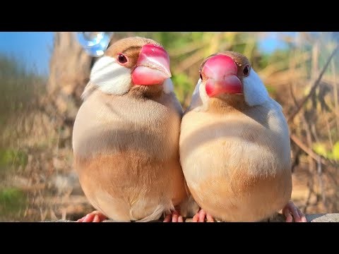 Is your bird lost? Use this java sparrows sound to help bring your bird home. It's beautiful song.