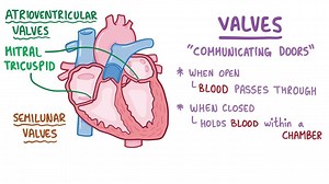 Video: Normal heart sounds - Video Explanation! | Osmosis | Osmosis