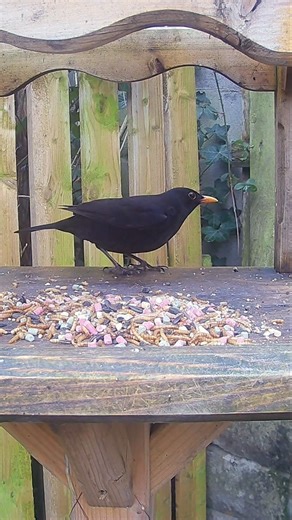 Blackbird visiting the garden bird table for lunch (Turdus Merula)
