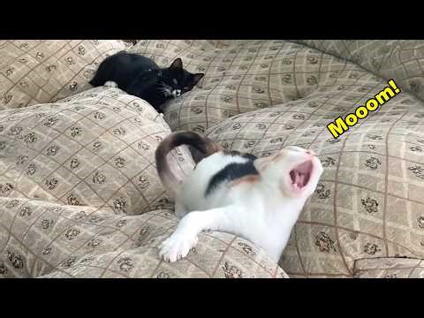 These Cats Speak English Better Than Hooman