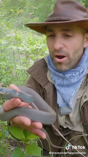 Catching Snakes: Expert Tips for Handling Black Racers