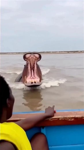 Hippo Attacks Boat... Then a WHALE Appears 😱🐋