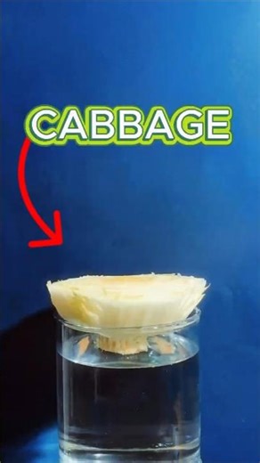 Cabbage Time-lapse 🌱