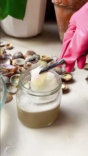 Look how I clean my sea shells #seatreasures #seashell #seashells