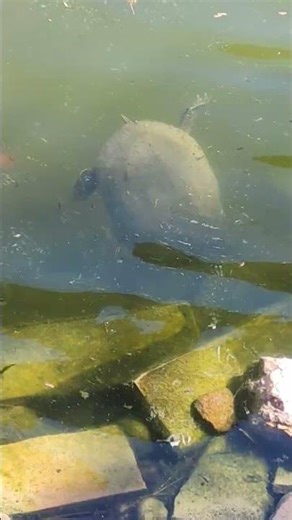 red eared slider (trachemys scritpa elegans)