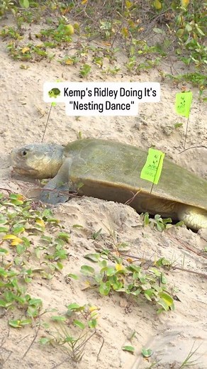 455K views · 6.6K reactions | 讀✨ This Kemp’s Ridley, the most...