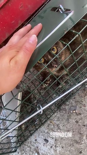 Humane Cat Trapping: Stay Tuned for Drop Trap Video!