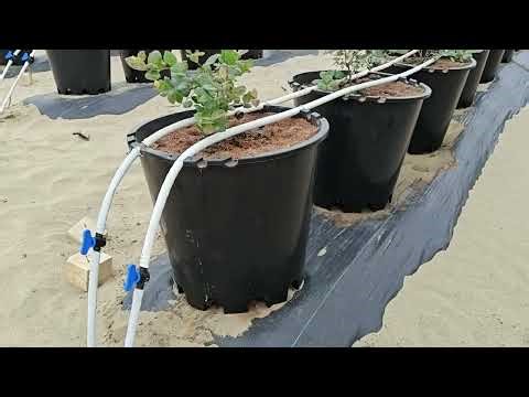 Use 11 Gallon Plastic Pots to Grow Blueberries