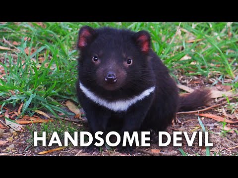 Tasmanian Devils Have No Right Being This Cute