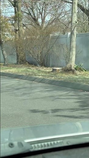 Clever Squirrel Conquers Backyard Obstacle Course! #squrrel #wildlife #funnyanimals